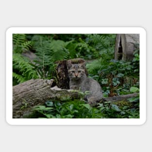 Wild cat Sticker